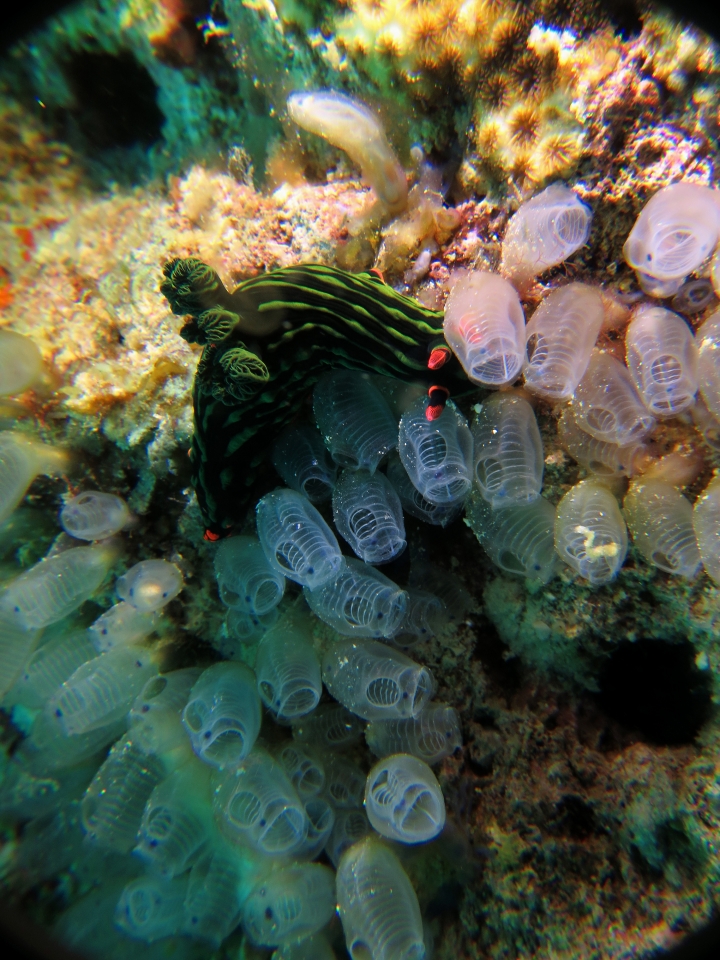 Nembrotha kubaryana, Clavelina moluccensis