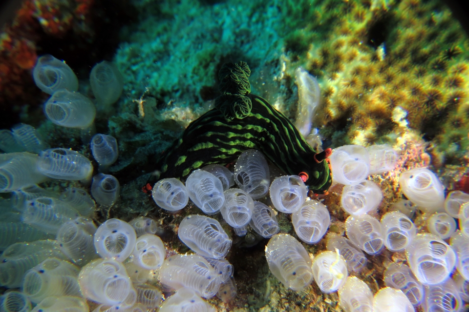 Nembrotha de Kubary, Claveline à points bleus