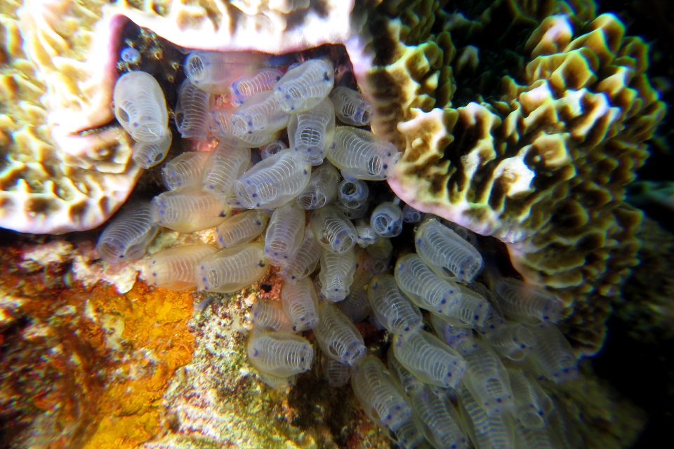 Clavelina moluccensis, Pavona varians