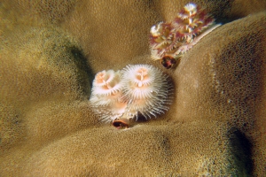 Spirobranchus giganteus, Porites lutea