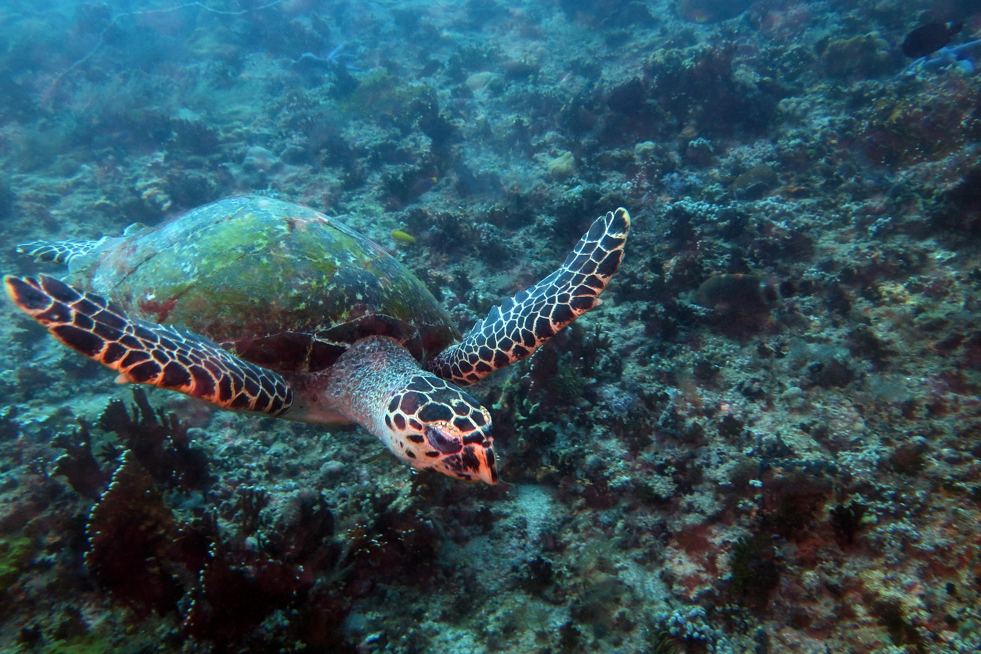 Eretmochelys imbricata