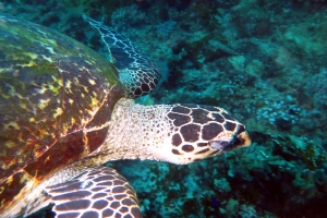 Eretmochelys imbricata