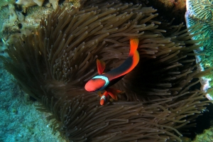 Amphiprion frenatus, Entacmaea quadricolor