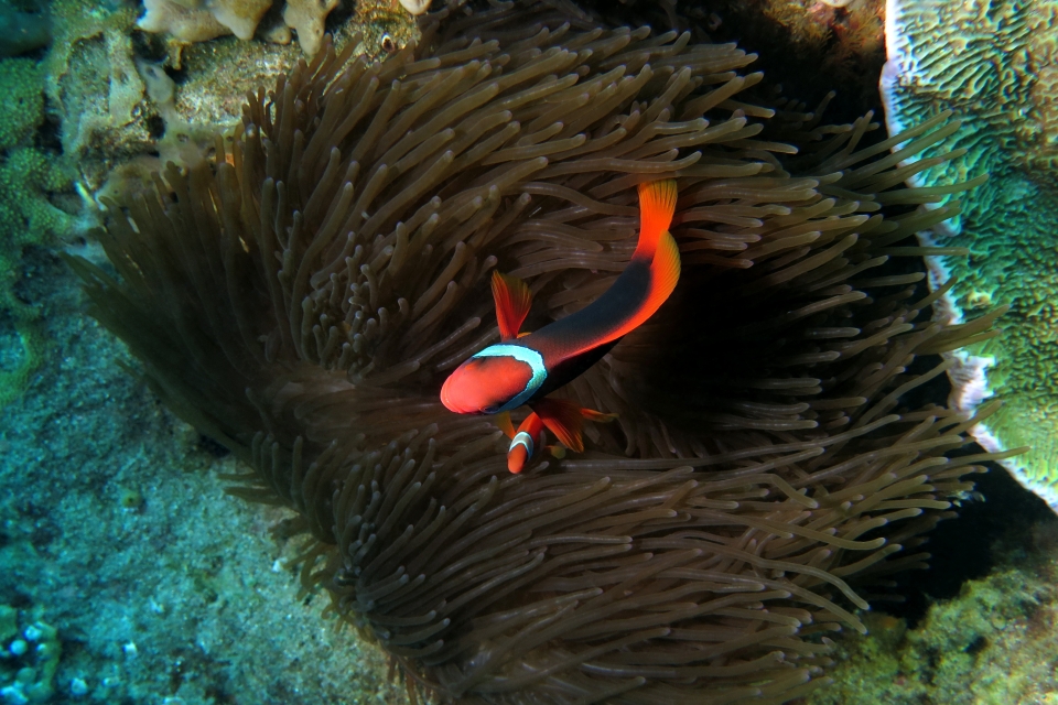 Amphiprion frenatus, Entacmaea quadricolor