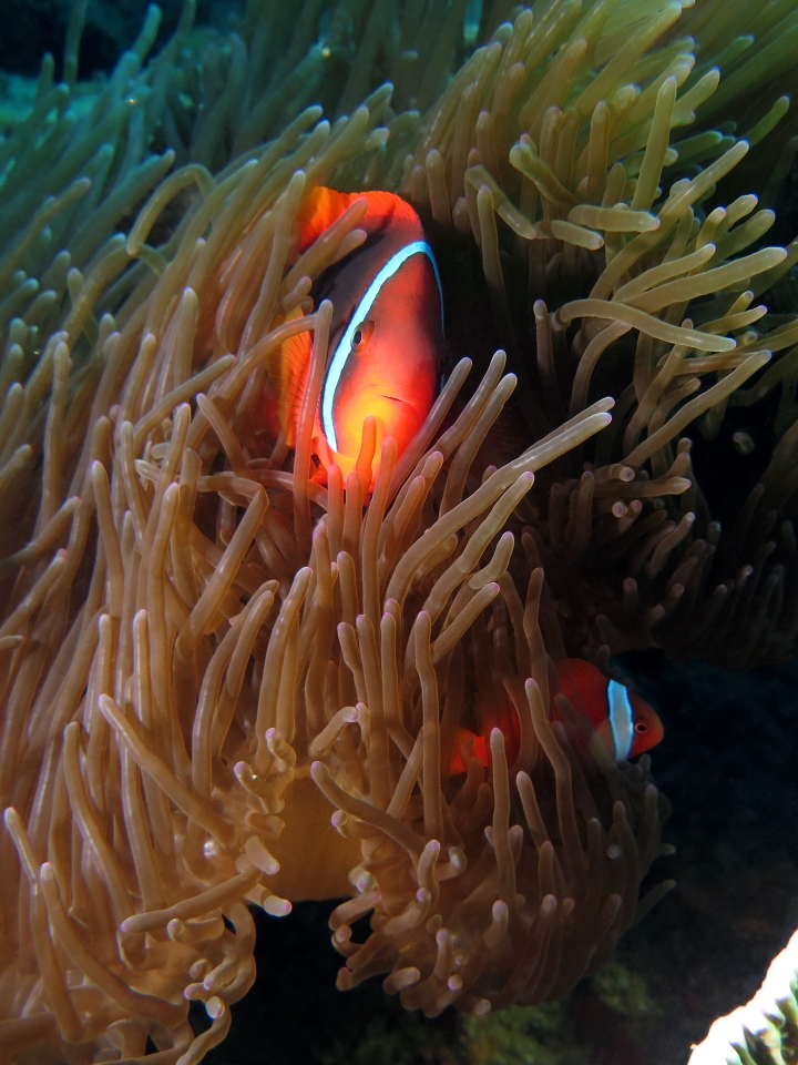 Amphiprion frenatus, Entacmaea quadricolor