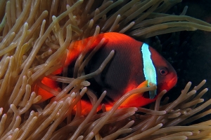 Amphiprion frenatus, Entacmaea quadricolor