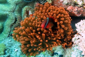 Amphiprion frenatus, Entacmaea quadricolor