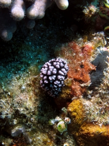 Phyllidiella pustulosa