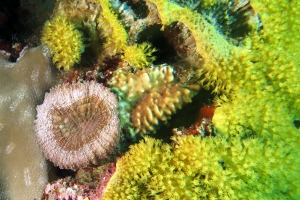 Lobophyllia hemprichii, Rhytisma fulvum