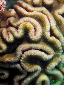 Lobophyllia (Symphyllia) Agaricia ou Lobophyllia hemprichii