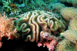 Lobophyllia sp.  ou Symphyllia Agaricia