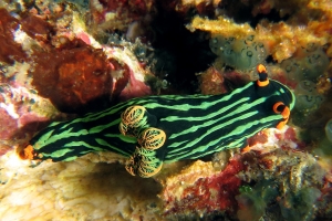 Nembrotha kubaryana