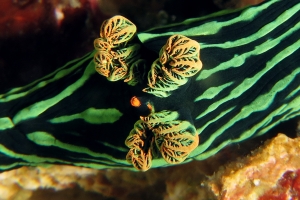 Nembrotha kubaryana