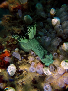 Nembrotha milleri, Clavelina moluccensis, Atriolum robustum