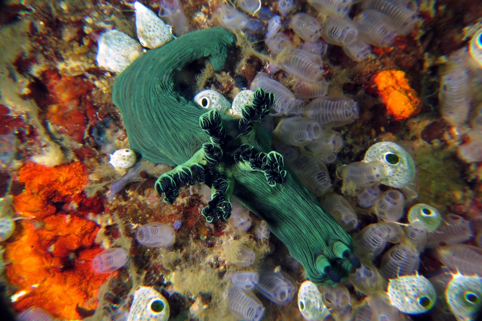 Nembrotha milleri, Clavelina moluccensis, Atriolum robustum