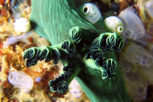 Nembrotha milleri, Clavelina moluccensis, Atriolum robustum