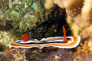 Chromodoris quadricolor