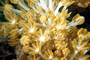 Xenia-Heteroxenia