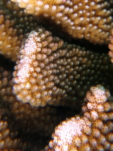 Pocillopora (eydouxi) grandis