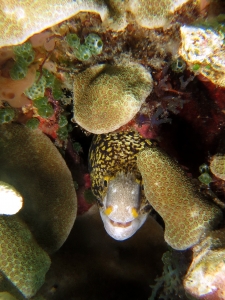 Echidna nebulosa, Porite sp.