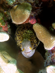 Echidna nebulosa, Porite sp.