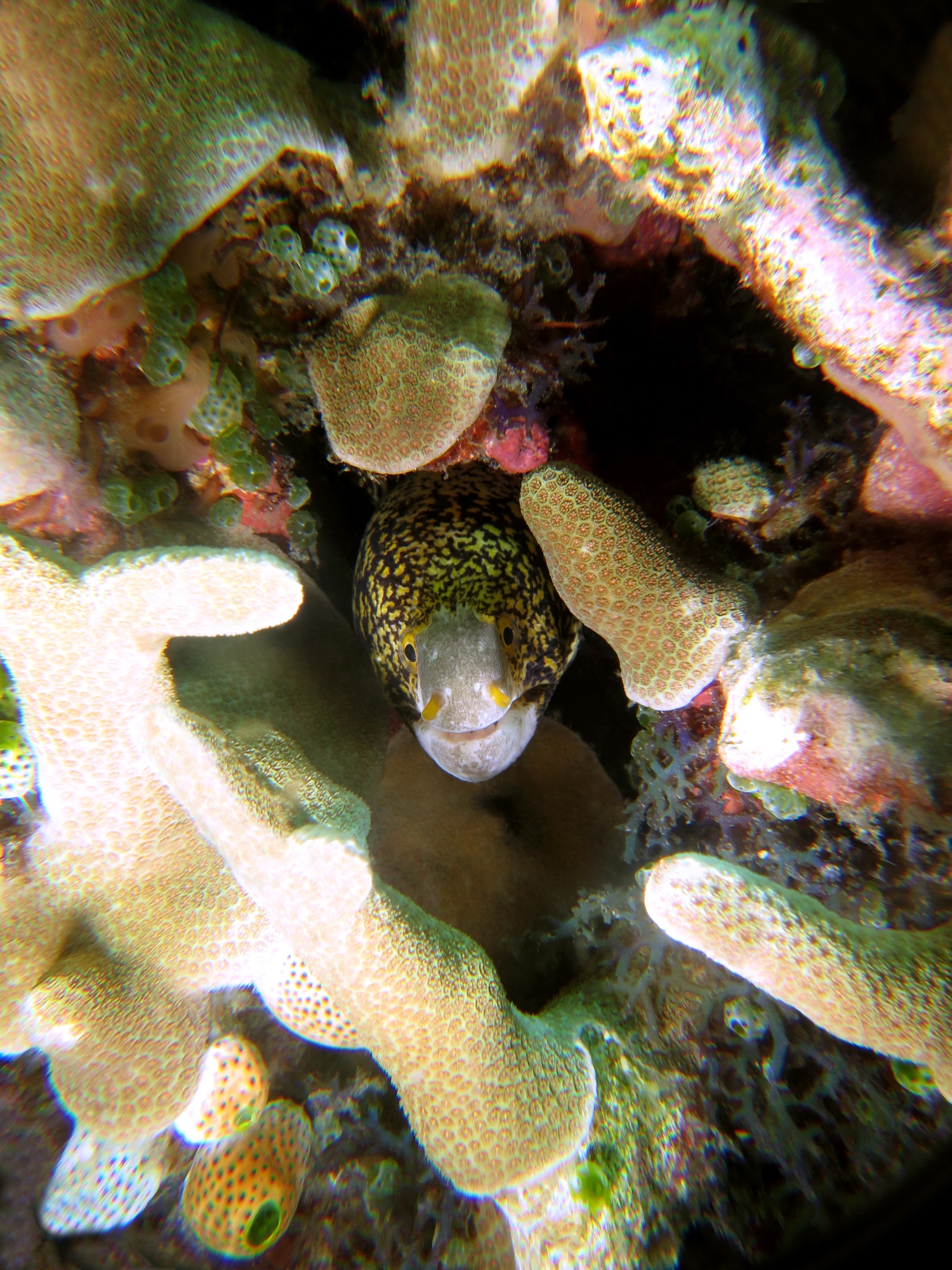 Echidna nebulosa, Porite sp.