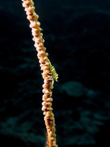 Pontonides ankeri ou unciger, Cirrhipathes sp.