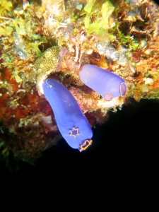 Rhopalaea ou Clavelina fusca