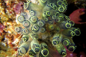 Clavelina robusta