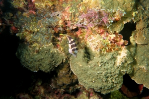 Canthigaster valentini