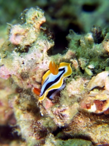 Chromodoris annae