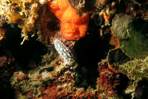 Phyllidia elegans, Didemnum granulatum