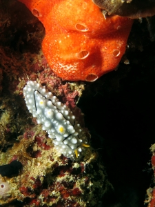 Phyllidia elegans, Didemnum granulatum