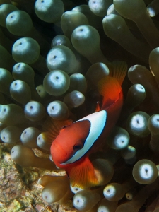 Amphiprion frenatus, Entacmaea quadricolor