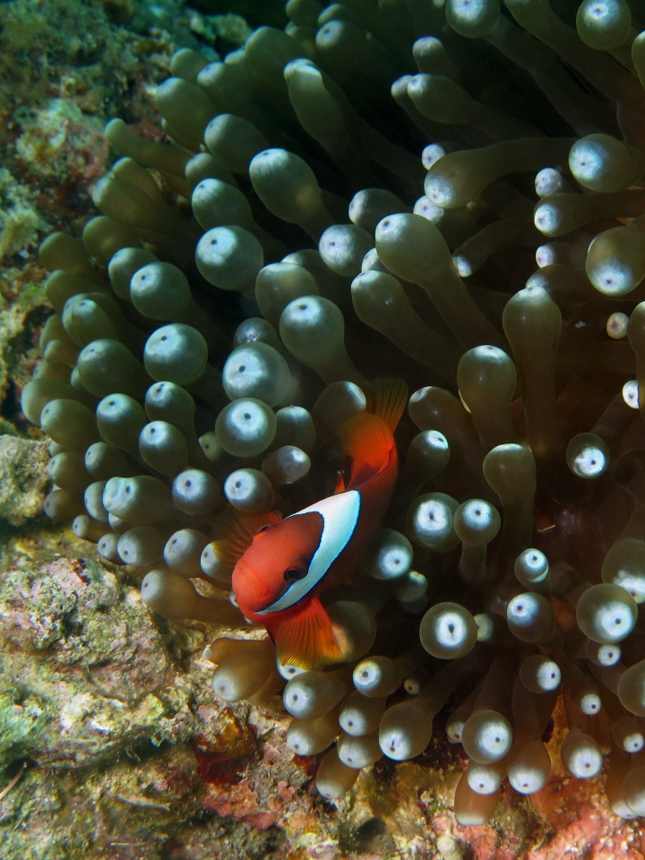 Amphiprion frenatus, Entacmaea quadricolor