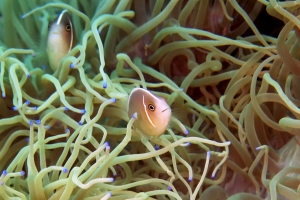 Amphiprion perideraion, Heteractis crispa