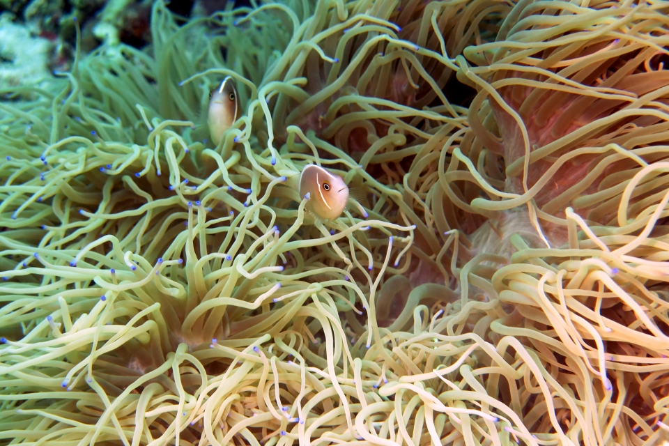 Amphiprion perideraion, Heteractis crispa