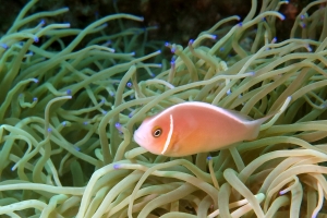 Amphiprion perideraion, Heteractis crispa