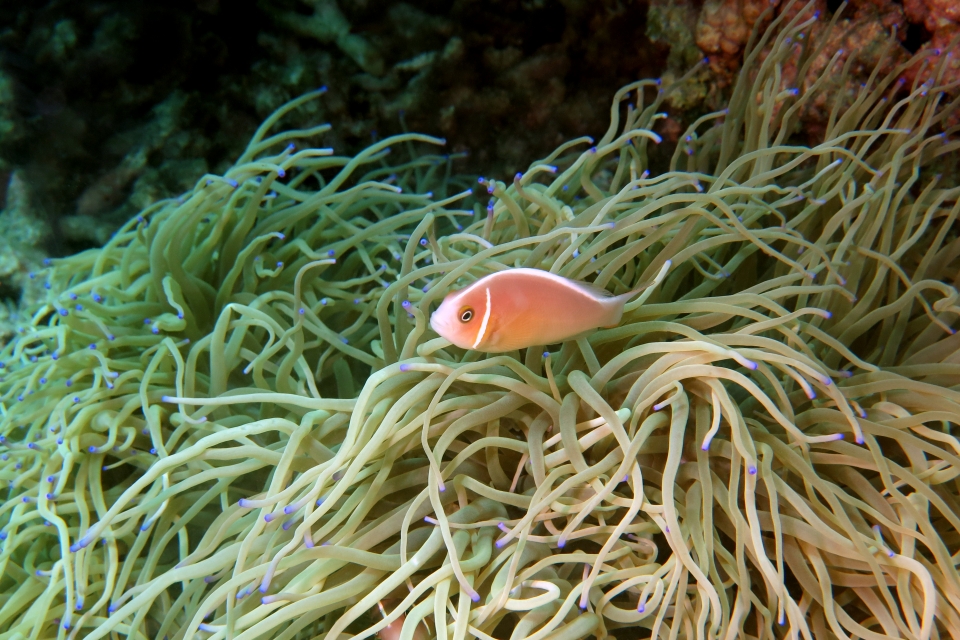 Amphiprion perideraion, Heteractis crispa