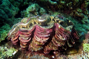 Tridacna maxima