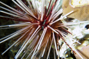 Echinothrix calamaris