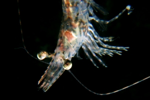 Heteropenaeus longimanus