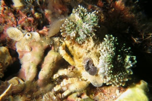 Cyclocoeloma tuberculata