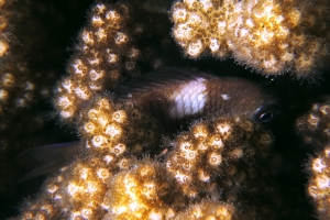 Dascyllus trimaculatus