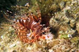 Dendrochirus zebra