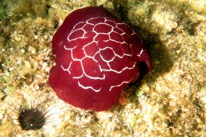 Pleurobranchus forskalii, Echinostrephus aciculatus