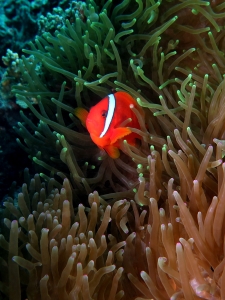 Amphiprion frenatus, Entacmaea quadricolor