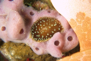 Corail indéterminé, Haliclona sp, Choriaster granulatus