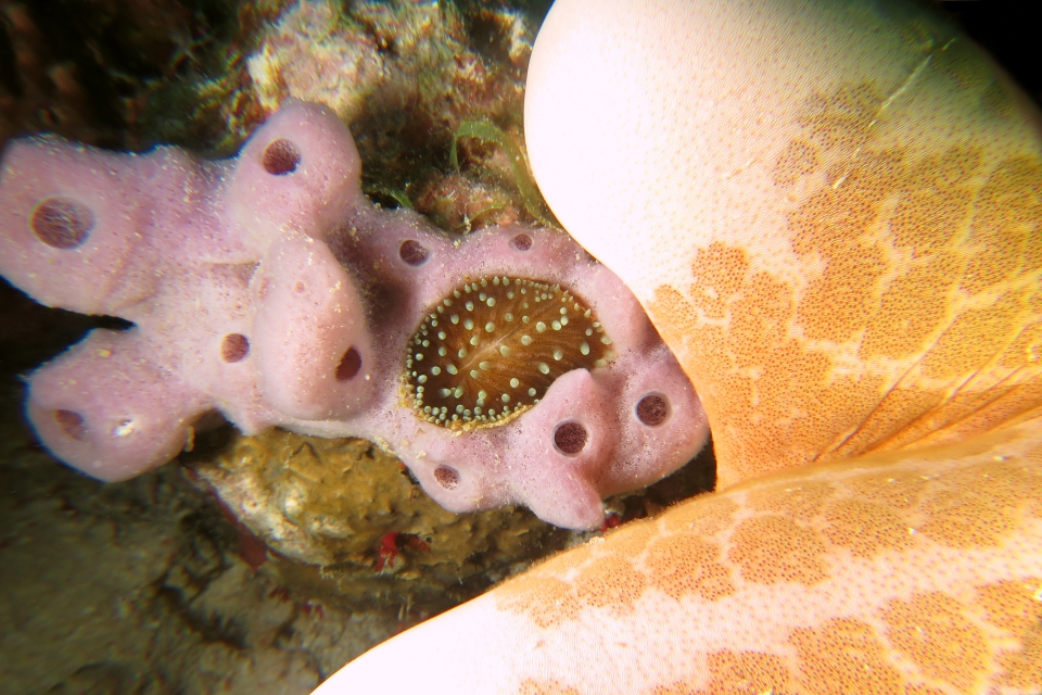 Corail indéterminé, Haliclona sp, Choriaster granulatus