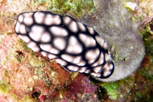 Phyllidiella pustulosa